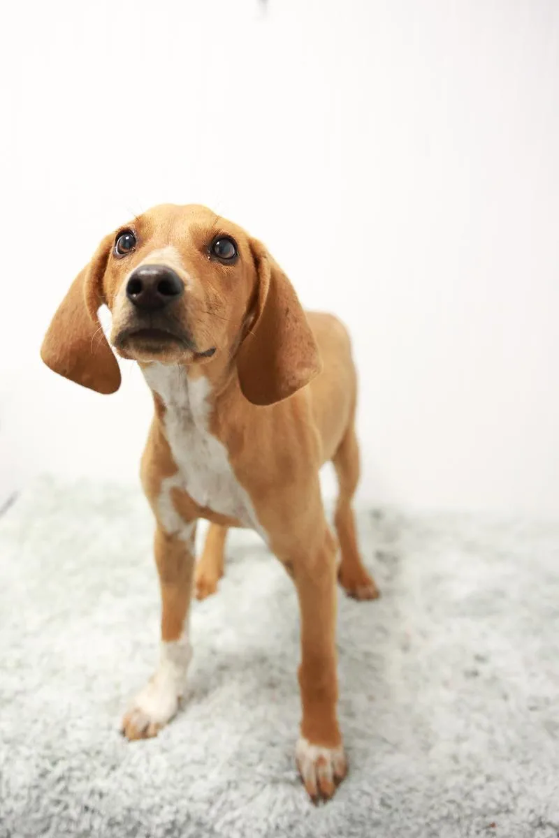 A baby small-sized male Yellow / Tan / Blond / Fawn Hound dog named Brooks for adoption in Loogootee, IN