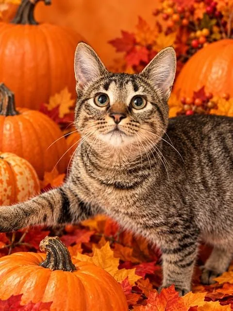 A baby medium-sized female Domestic Short Hair cat named Cleo for adoption in Columbia, MD