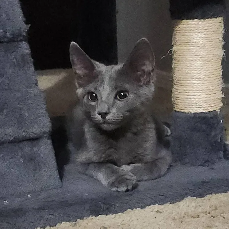 A baby medium-sized male Gray / Blue / Silver Domestic Medium Hair cat named Jojo for adoption in Queen Creek, AZ