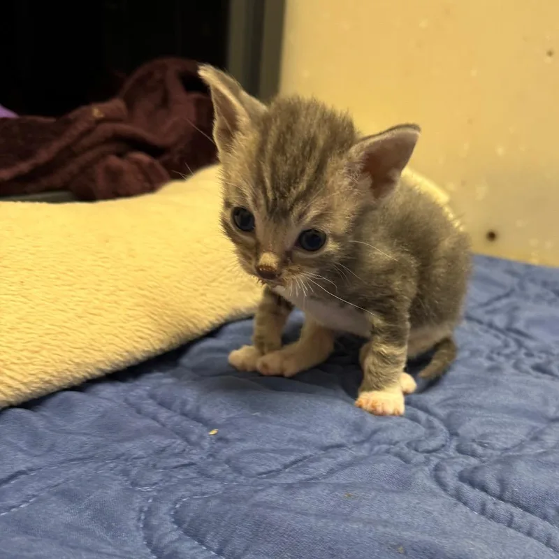 A baby small-sized male Gray / Blue / Silver Domestic Short Hair cat named Edward for adoption in Milford, IA
