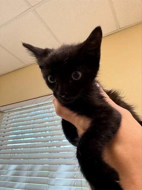 A baby small-sized male Domestic Short Hair cat named Spike for adoption in Fort Myers, FL