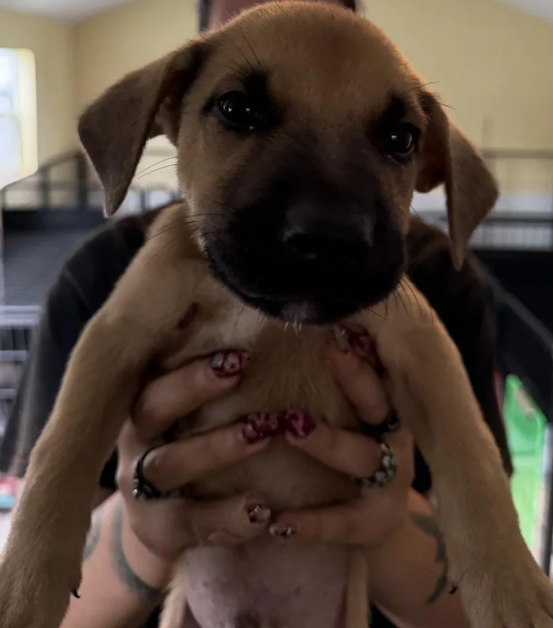 A baby small-sized male American Bulldog dog named Koda dark blue for adoption in Lakeland, FL