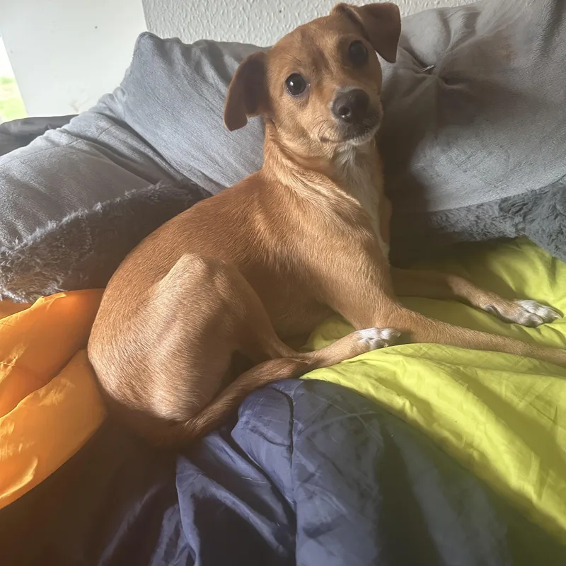 A baby small-sized female Golden Chihuahua dog named Elsie for adoption in Liverpool, TX
