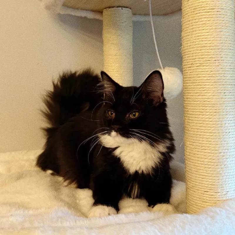 A baby small-sized male Domestic Long Hair cat named Leon for adoption in Huntsville, AL
