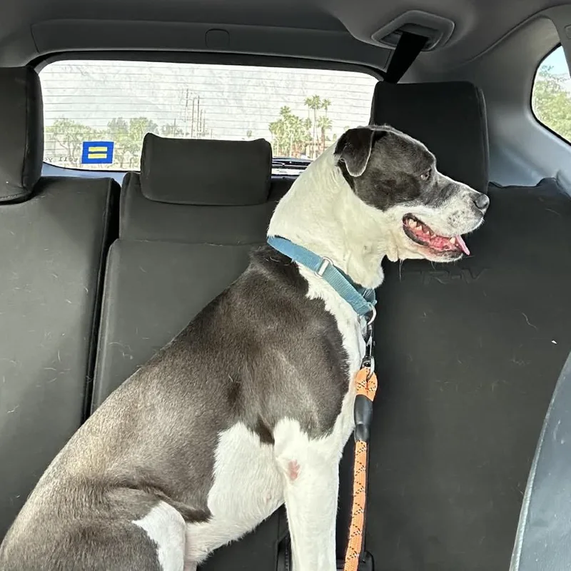 An adult medium-sized female Gray / Blue / Silver Pit Bull Terrier dog named Ember for adoption in Palm Springs, CA