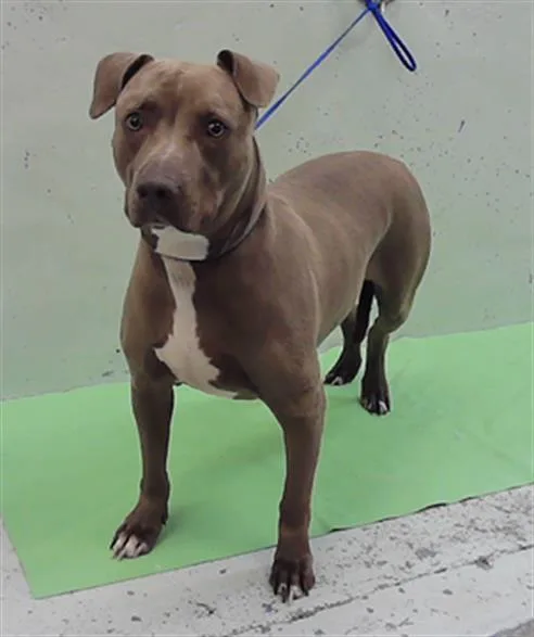 An adult medium-sized male Staffordshire Bull Terrier dog named Luca for adoption in Houston, TX