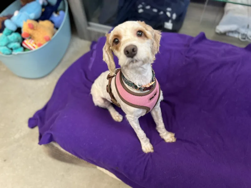 An adult small-sized female White / Cream Cockapoo dog named Rosie for adoption in New Rochelle, NY