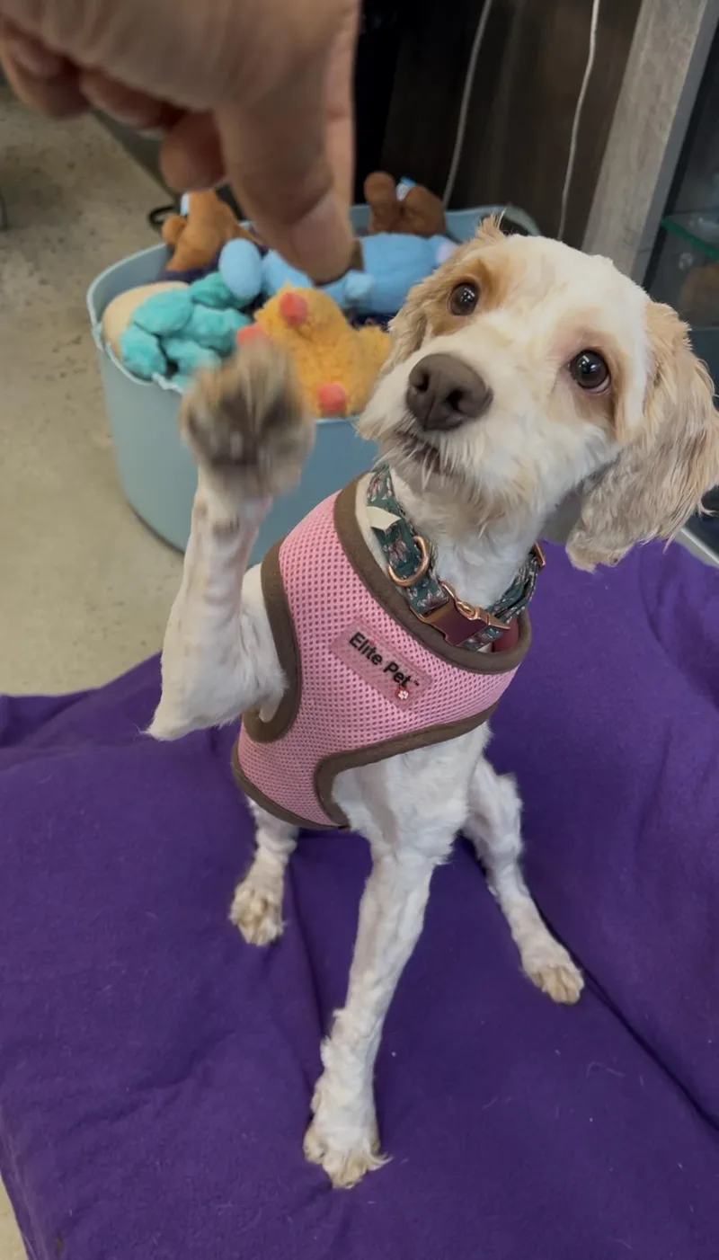 Rosie thumbnail 2