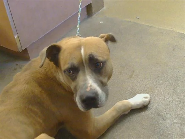 An adult large-sized male Mastiff dog named Pogi for adoption in Sacramento, CA