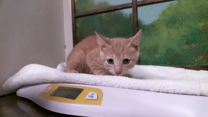 A baby small-sized male Domestic Short Hair cat named Cheerio for adoption in Houston, TX