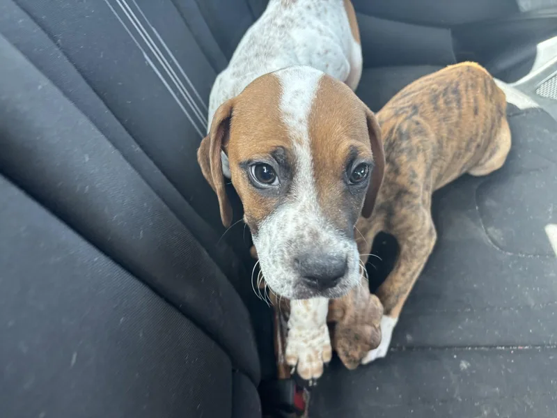 Freckles thumbnail 2