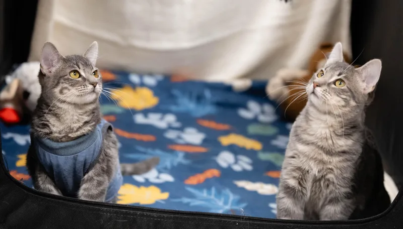 Hansell & Gretel thumbnail 2