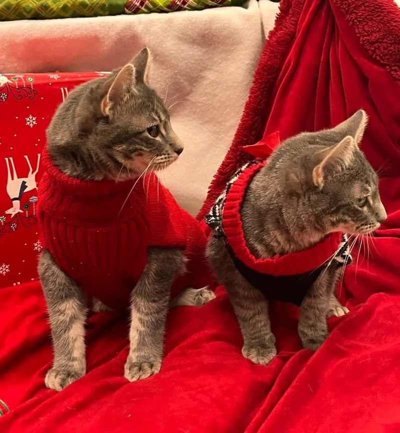 Hansell & Gretel thumbnail 3