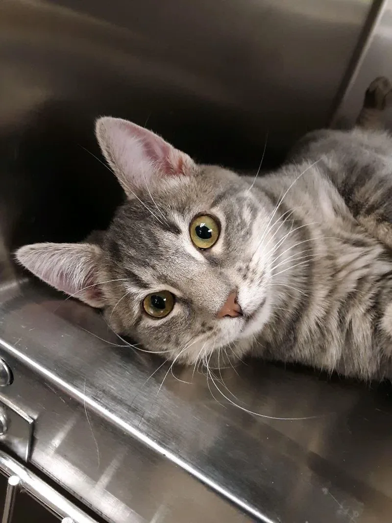 Hansell & Gretel thumbnail 4