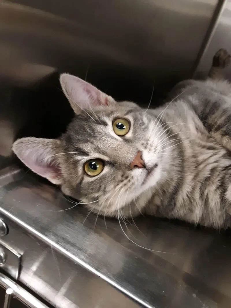 Hansell & Gretel thumbnail 5