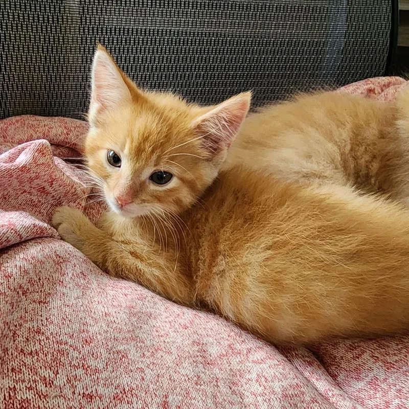 A baby medium-sized male Orange / Red Domestic Short Hair cat named Donkey for adoption in Plover, WI