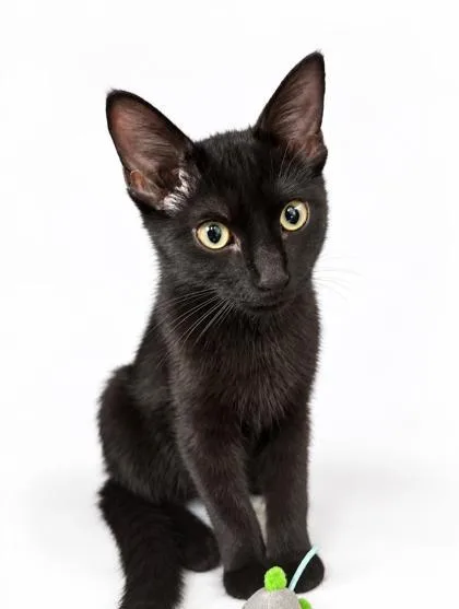 A young small-sized male Domestic Short Hair cat named Grimm for adoption in Bowling Green, KY