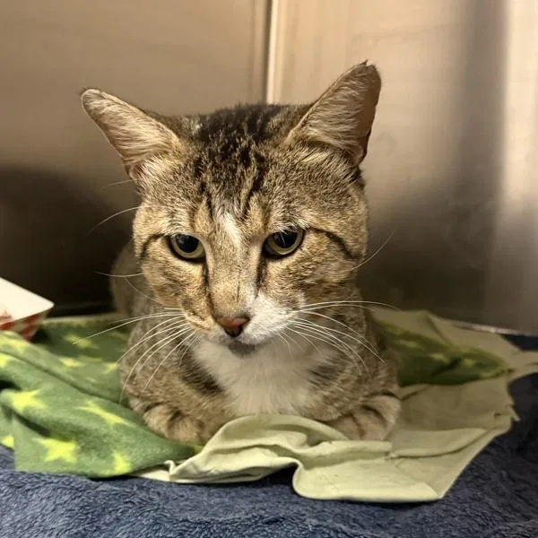 An adult medium-sized male Domestic Short Hair cat named Taz for adoption in Escondido, CA