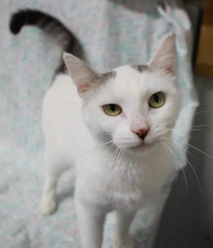 A young medium-sized female Gray & White Domestic Short Hair cat named Jemma for adoption in Thief River Falls, MN
