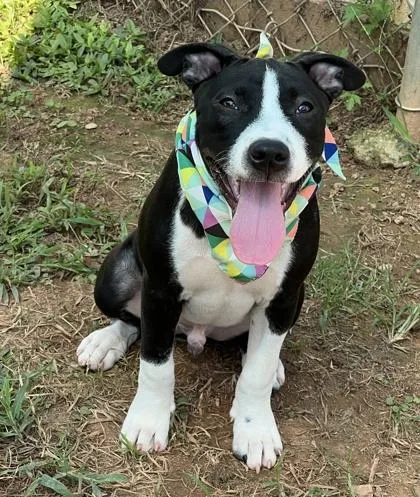A baby medium-sized male Pit Bull Terrier dog named Anvil $ for adoption in Seneca, SC