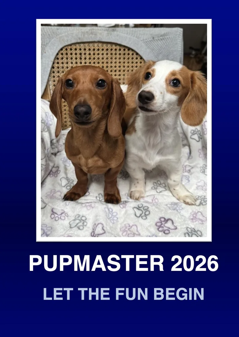 A baby small-sized female Red / Chestnut / Orange Dachshund dog named Levi & Maddi for adoption in Morrisville, PA
