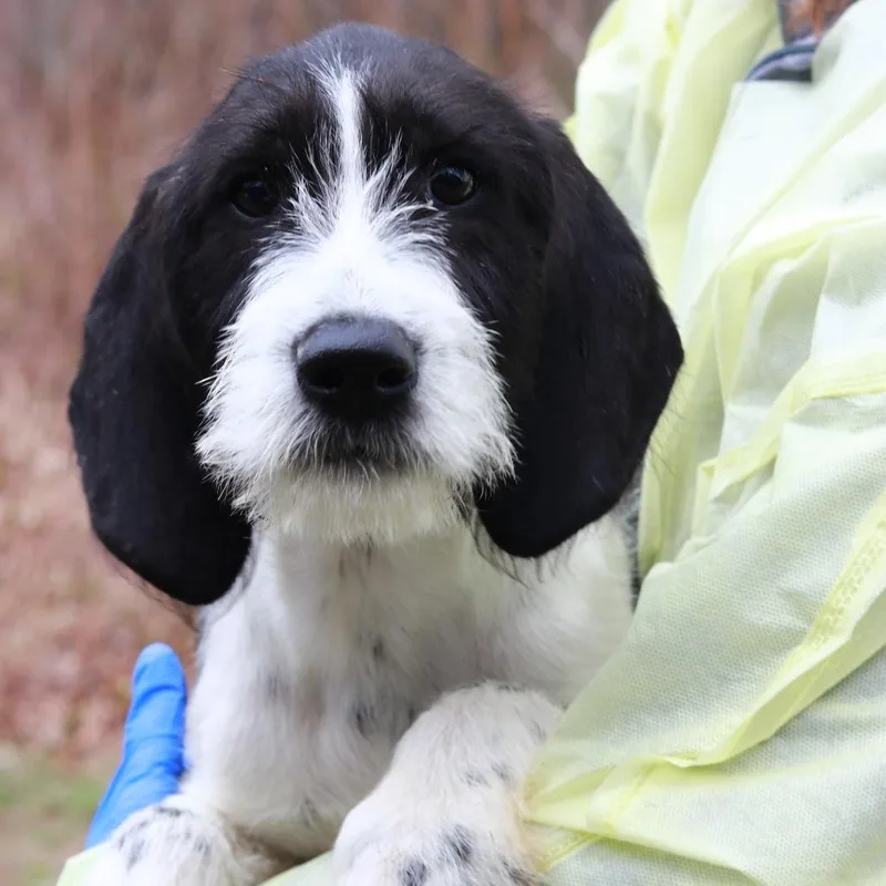 Ct Elmer Fudd thumbnail 5