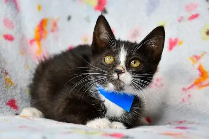 A baby small-sized male Domestic Short Hair cat named John Lennon for adoption in Yakima, WA