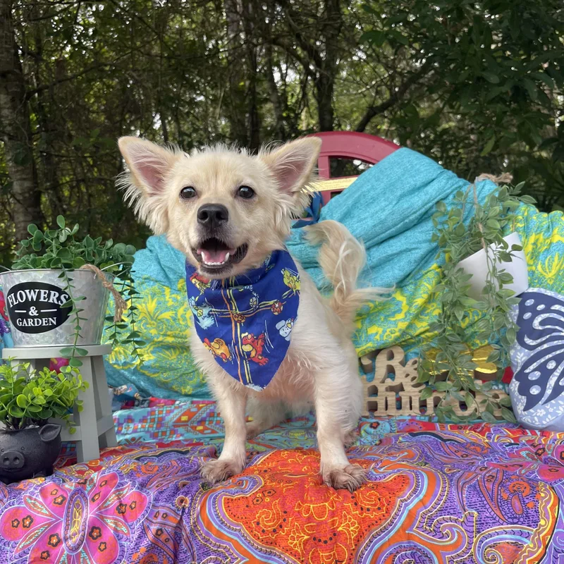 A young small-sized male Pomeranian dog named Walnut for adoption in Sebring, FL