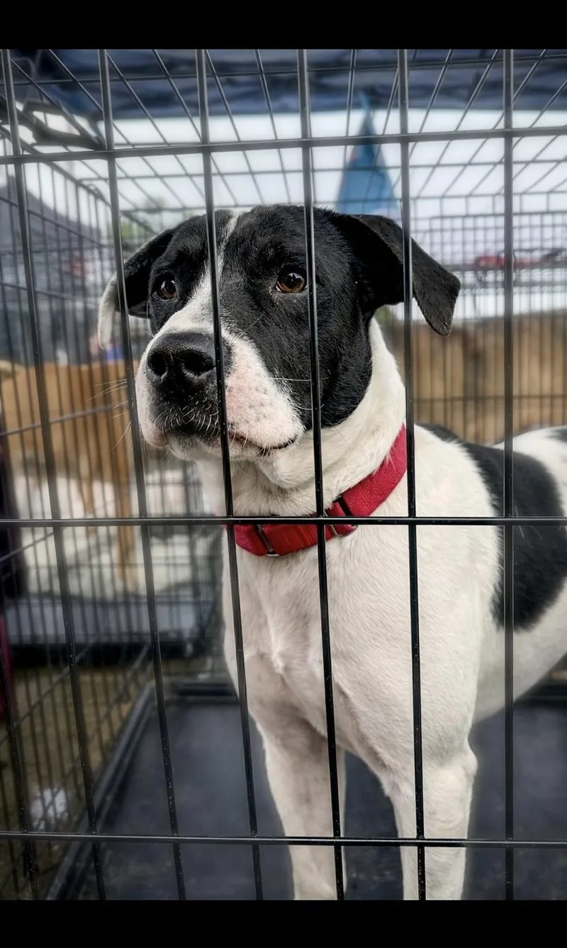 An adult medium-sized female Black Mixed Breed dog named Hope for adoption in Livingston, TX