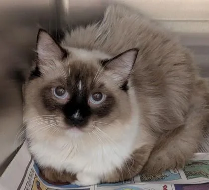 An adult medium-sized male Ragdoll cat named Bruce for adoption in Philadelphia, PA