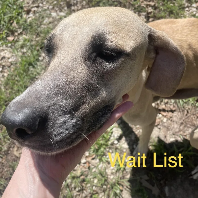 An adult small-sized female Apricot / Beige Mixed Breed dog named Roothie for adoption in Livingston, TX