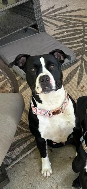 An adult large-sized female Mixed Breed dog named Big Mama for adoption in Atlanta, GA