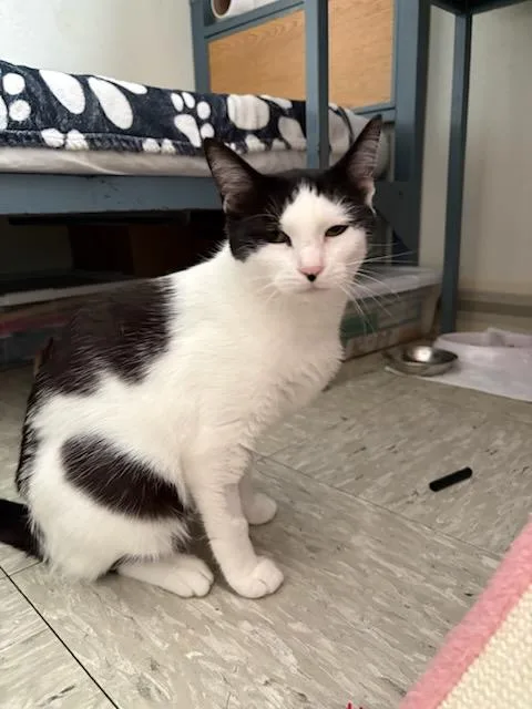 A young medium-sized female Domestic Short Hair cat named Athena for adoption in Rochester, WA
