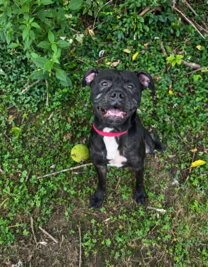 An adult medium-sized female Black Boxer dog named Ruth for adoption in Maysville, KY