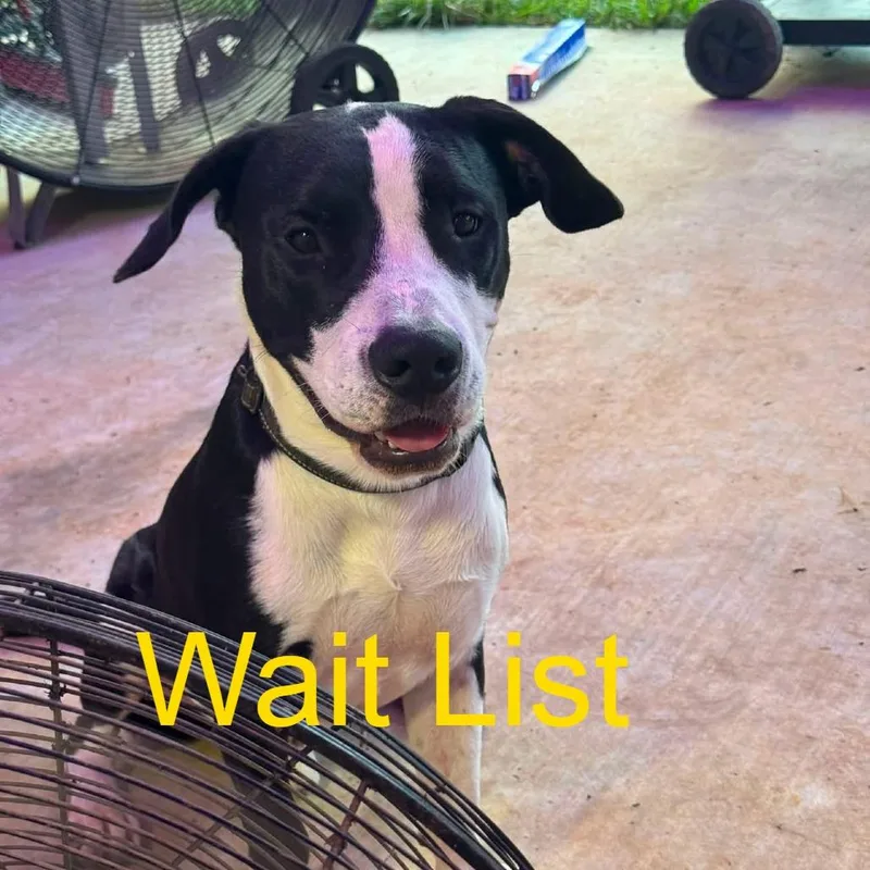 A young small-sized male Black Bull Terrier dog named Buddy for adoption in Livingston, TX
