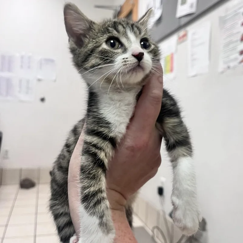 A baby small-sized female Brown / Chocolate Domestic Medium Hair cat named Wollongong for adoption in Charleston, WV