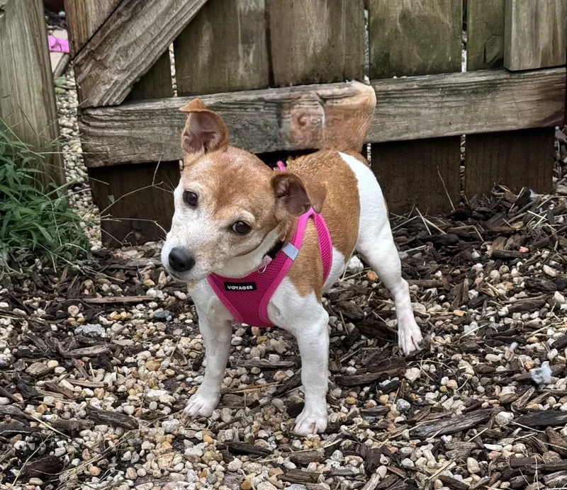 A senior small-sized female Jack Russell Terrier dog named Remy for adoption in Ellicott City, MD