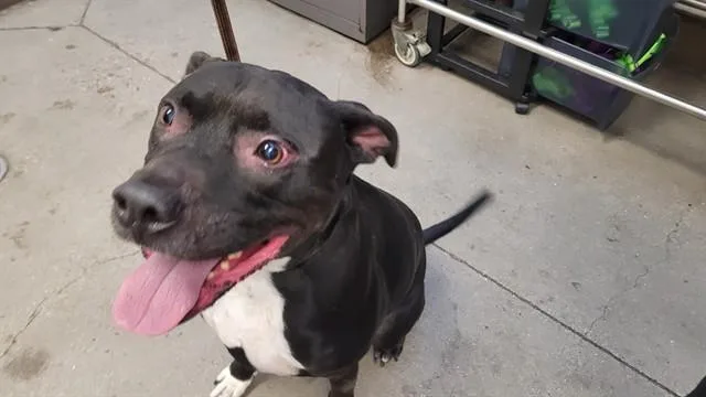 An adult medium-sized male Pit Bull Terrier dog named Rufus for adoption in Tucson, AZ