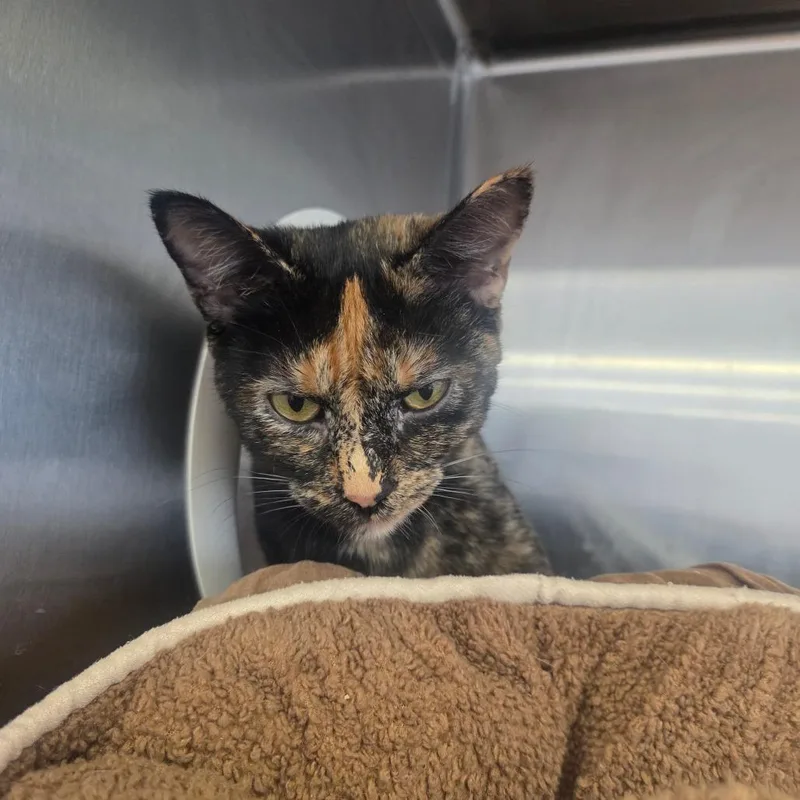 A young medium-sized female Black Domestic Short Hair cat named Emma for adoption in Spokane, WA