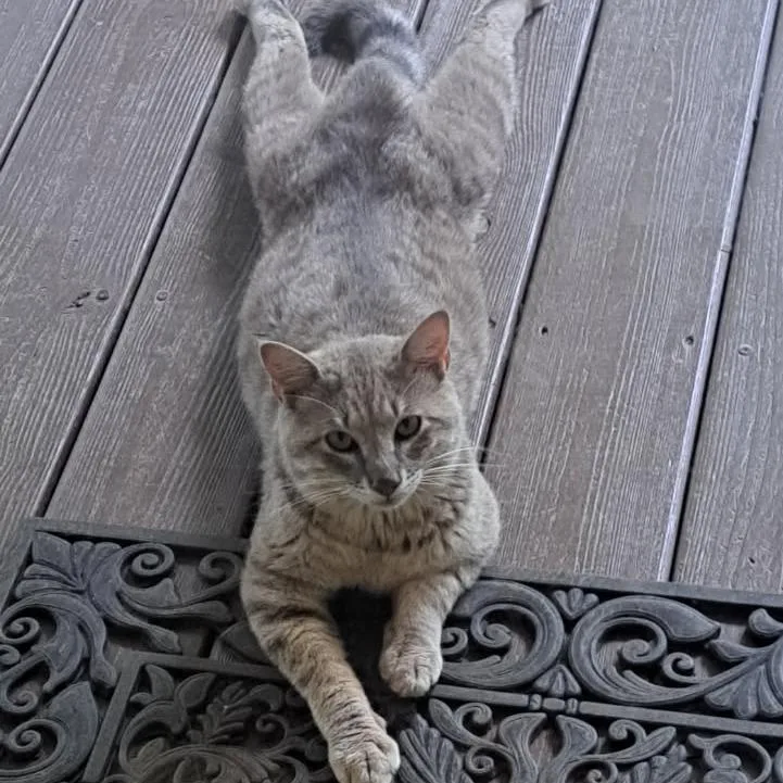 A young small-sized male Gray / Blue / Silver Domestic Short Hair cat named Sable for adoption in Chattanooga, TN