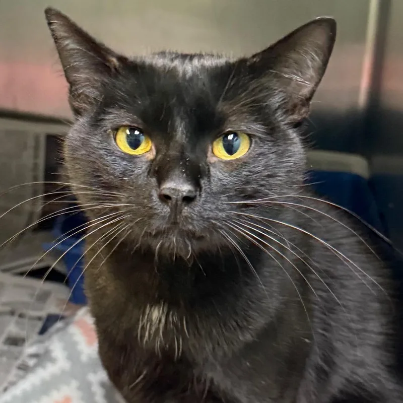 A young small-sized male Black Domestic Short Hair cat named Charlie for adoption in Jacksonville, AR