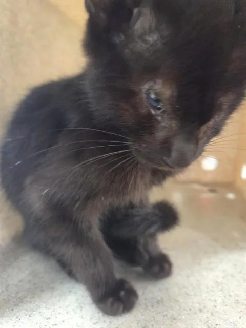 A baby small-sized male Domestic Short Hair cat named Odin for adoption in Louisville, KY