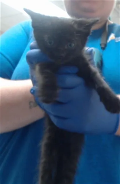 A baby small-sized male Domestic Short Hair cat named Rambo for adoption in Fayetteville, NC