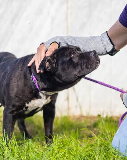 A senior large-sized female Mixed Breed dog named Constellation for adoption in Chamblee, GA