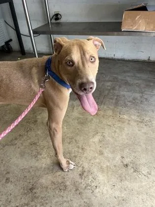 An adult large-sized male Weimaraner dog named Jackson for adoption in Gainesville, FL