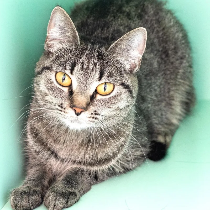 An adult medium-sized female Tabby (Buff / Tan / Fawn) Domestic Short Hair cat named Gatsby for adoption in Pontiac, MI