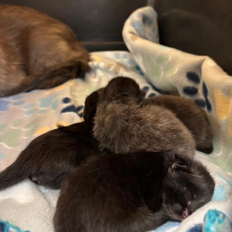 A baby small-sized female Black Domestic Medium Hair cat named Poppi for adoption in Lake Jackson, TX
