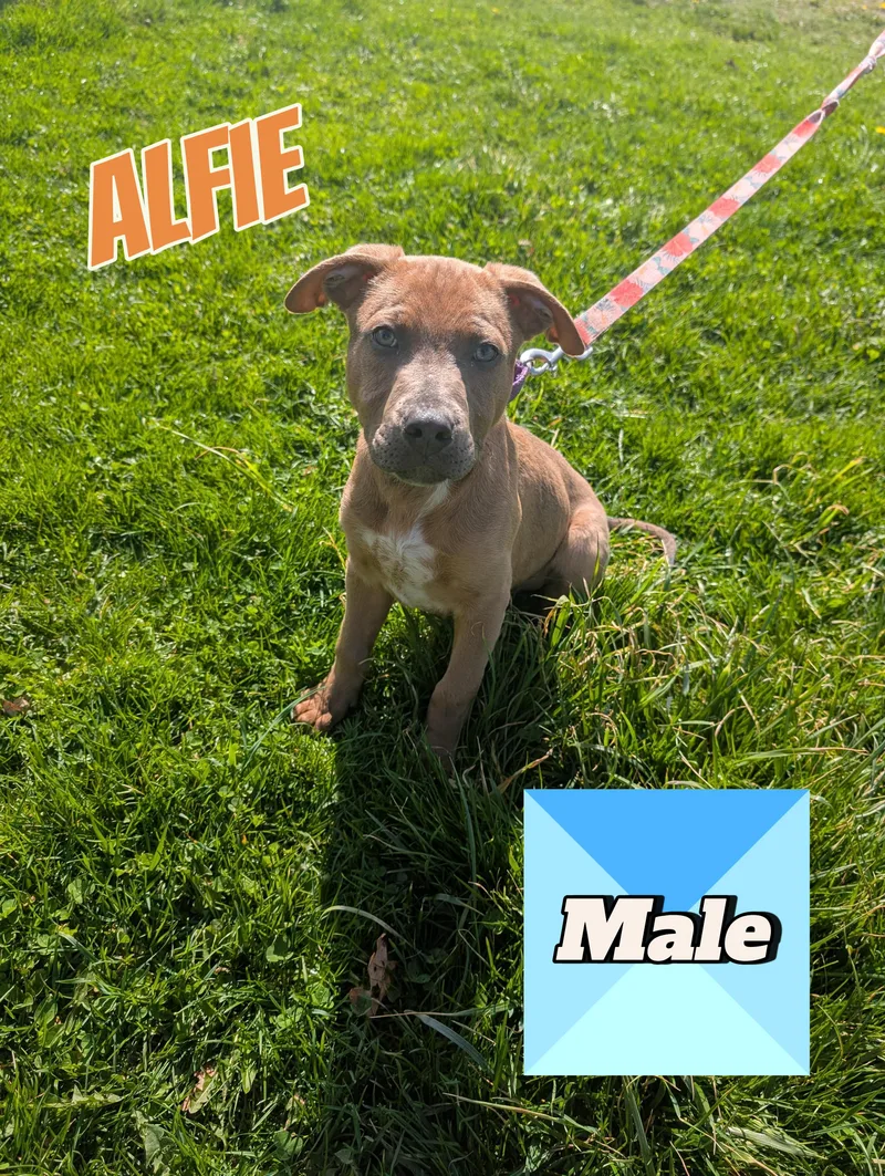 A baby large-sized male Brown / Chocolate Dalmatian dog named Alfie for adoption in Somerset, PA