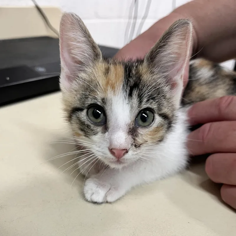 A baby small-sized female Calico Domestic Short Hair cat named Beauty for adoption in Ardmore, OK