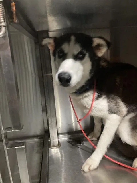 An adult large-sized female Mixed Breed dog named Rose for adoption in Dallas, TX